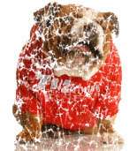 bulldogdistressed bulldogdistressed