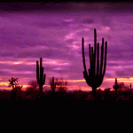 desert