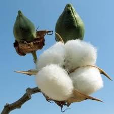 Cotton Prices Go Through Roof – UPDATE (again) by Scott Fresener